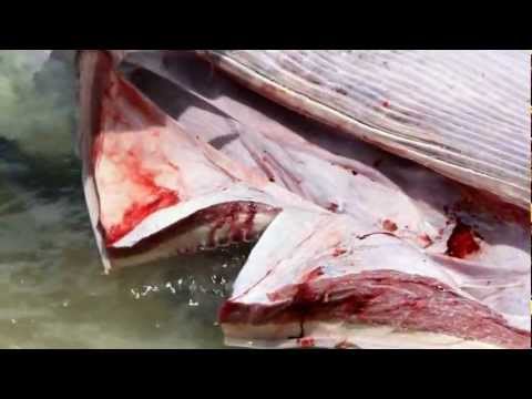 download lagu mp3 mp4 Whale Surgery, download lagu Whale Surgery gratis, unduh video klip Whale Surgery