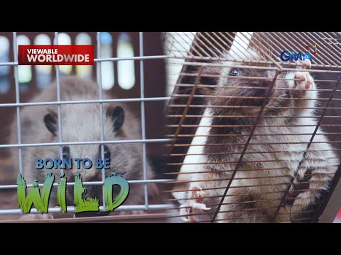 2 Northern Luzon Giant Cloud Rat, ni-rescue! | Born to be Wild