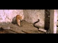 Cat Fight With Cobra Catfight