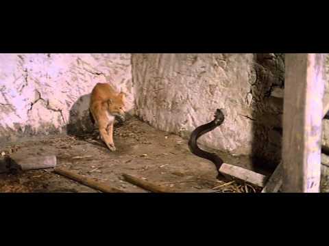Cat Fight With Cobra (catfight)