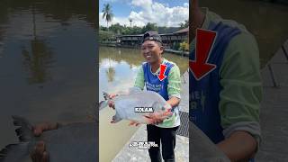 Download lagu Kaget mancing dapet ikan bawal segede bantal⁉️#fishing #mancing #ikan #fish #ikan #bigfish #angler mp3 Download lagu Kaget mancing dapet ikan bawal segede bantal⁉️#fishing #mancing #ikan #fish #ikan #bigfish #angler mp3