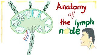 Anatomy of the Lymph Node 