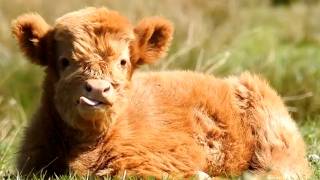 A Really Fluffy Baby Cow