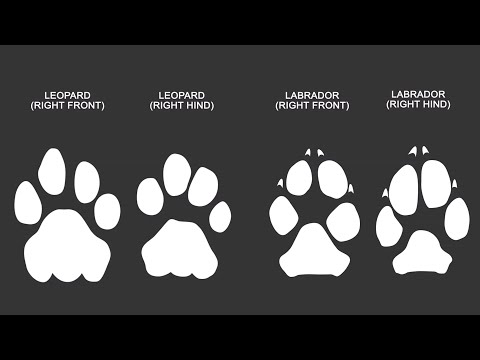 3 Differences Between Big Cat Prints and Dog Prints