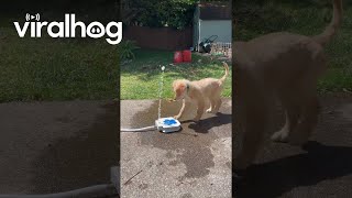Download lagu Puppy Plays With Doggy Water Fountain || ViralHog mp3