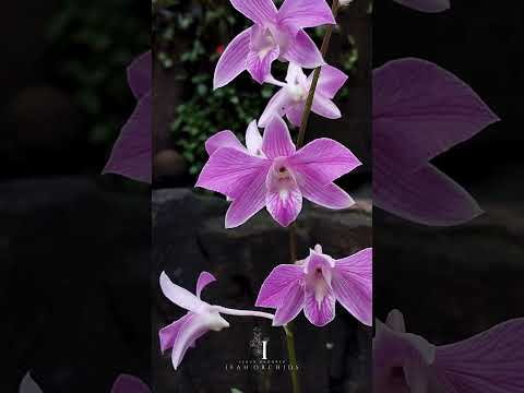 Anggrek Dendrobium Tanida Pink Stripe X Hawaii Stripe | A beautiful flower💖 #shorts #flowers #orchid