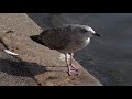 Young Herring Gull Begging