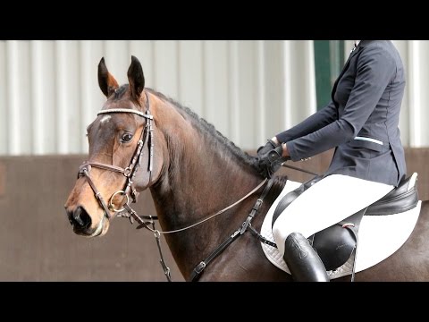 Holsteiner Stute von Timolino xx - Barnaul xx