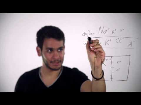 MeinTutorTV - Aktionspotential verstehen Teil 1 - Biologie mit Homer