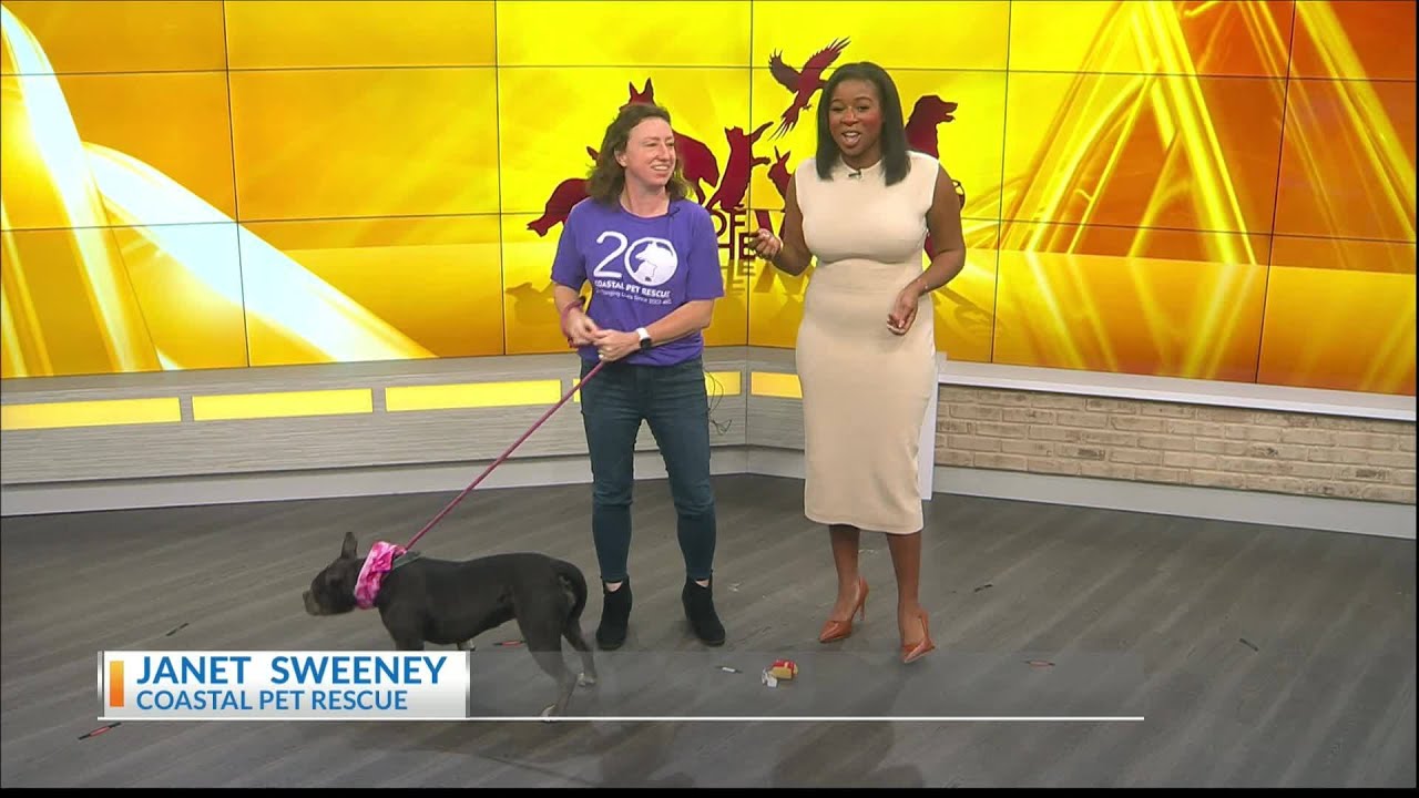 Enlarge Summer, a Adoptable mixed breed in Savannah, GA video 5/6