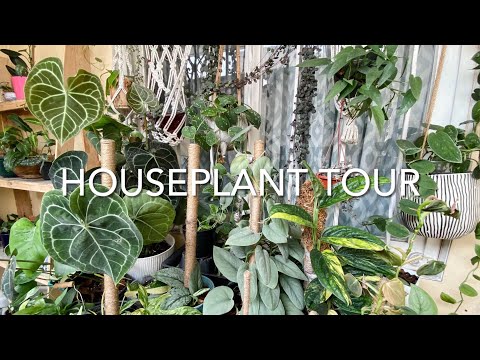 HOUSEPLANT TOUR | Small Space