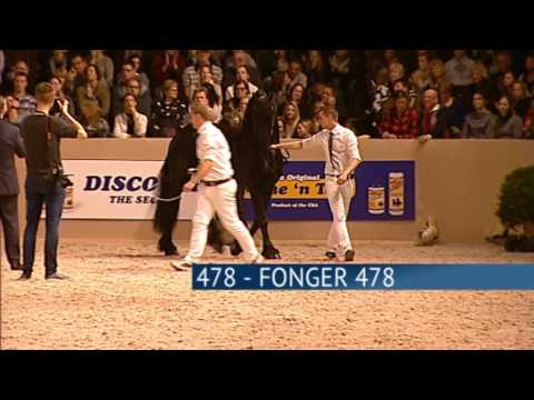 Hengstenkeuring 2017 – Kampioenschap Jonge Hengsten