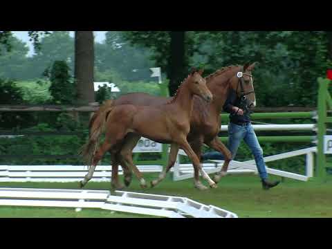 Kohnert, Vivaldi-Fürst Piccolo-Gonzo I