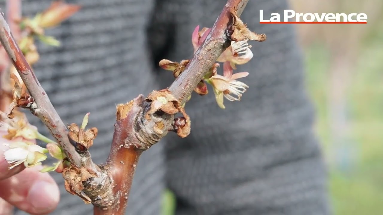 Réchauffement climatique : des cerisiers en fleur dans le Vaucluse avec deux mois d'avance