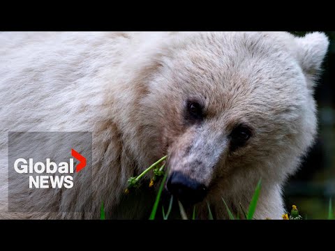 “Devastating” death of rare white grizzly bear and her cubs prompts calls for change