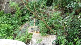 Download lagu Denak murai buluh, Perlis mp3 Download lagu Denak murai buluh, Perlis mp3