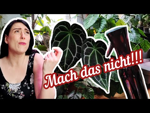 Falsche Tipps die deine PFLANZE TÖTEN! Was du stattdess tun solltest