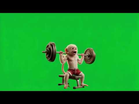 The monkey struggles to lift the dumbbells 4k green screen #funnymonkey #sport