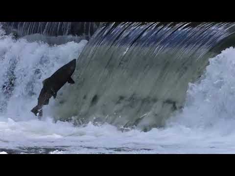 Salmon Jumping Swimming Upstream Stock Footage 2