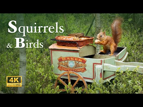 Hand Cart Bird Feeder 3 - Relax In Nature With Squirrels & Birds  ( 8 Hours )