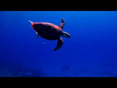 Die Säcke [Rhymin Simon, Sha-Karl, Vokalmatador & Druss] - Mittelmass (prod. Sauerkraut)