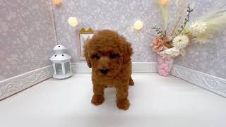 トイプードルの動画01