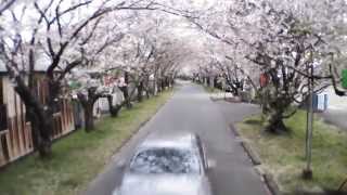 preview picture of video '2013岩脇公園-桜満開・桜のトンネル（徳島県阿南市羽ノ浦町）ARDrone2.0空撮'