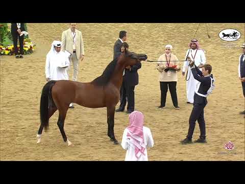 N 101 ALADA'AM AL JOOD   1st Qatar Arabian Horse Show Local Bred