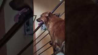 Download lagu Naan yaare nambuveen, Dog story #puppy mp3 Download lagu Naan yaare nambuveen, Dog story #puppy mp3