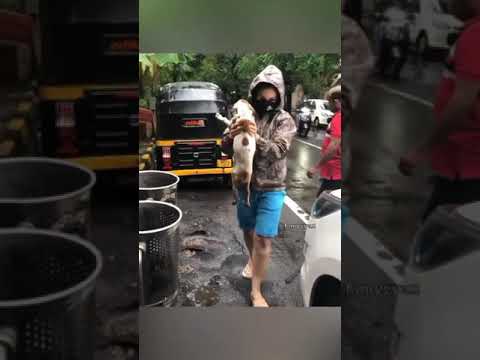 Raveena Tandon rescued this dog 🐕 and made sure 🐕 is doing fit and fine .