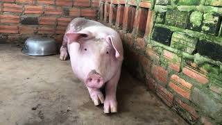 #pig #pigfeed #funnyanimal #animals #farmanimalct #funnyfarmanimal #funnypig #shortvideo #cutepigs