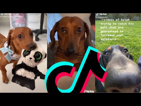 Most Famous Dachshund TikTok Compilation | Dogs Of TikTok