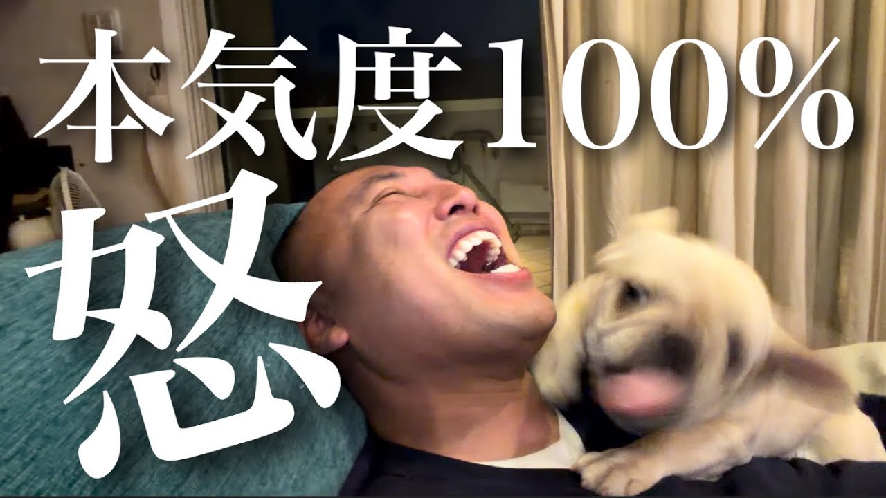 フレンチブルドッグの子犬を本気で怒らせたら可愛いしかなかった