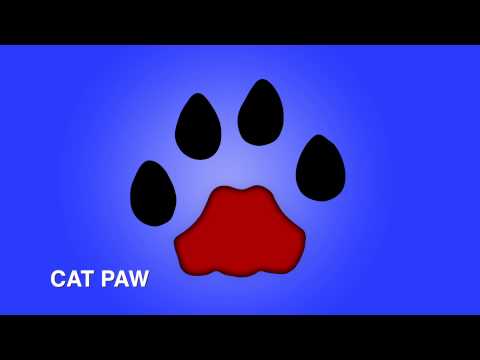 Differences in Dogs' Paws & Cats' Paws : Tips for Dog Lovers