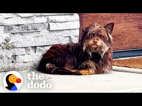 Stray Dog Waits Outside People's Doors In The Cold Rain Until... | The Dodo