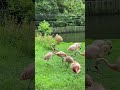 Flamingo Love Or Fight