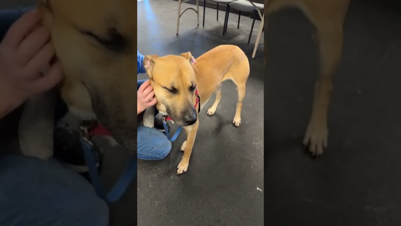 Enlarge Wheeler-sweet, smart & handsome!, a ADOPTABLE mixed breed in Oshkosh, WI video 4/6