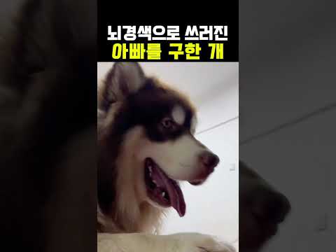 뇌경색으로 쓰러진 아버지를 구한 반려견 #말라뮤트 #강아지