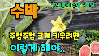 수박 심고 이렇게 순치기해야 수박이 주렁주렁 달려요 #수박키우기