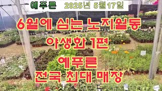 25년5 17) 예푸른 6월 노지월동야생화   1편