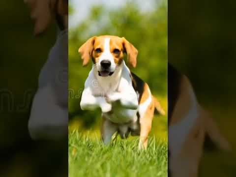 prompt - subject 3 dance takes the world by storm #dog