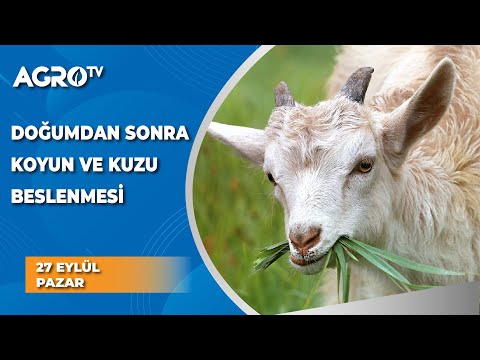 , title : 'Doğumdan Sonra Koyun ve Kuzu Beslenmesi / Baş Çoban - Agro TV'