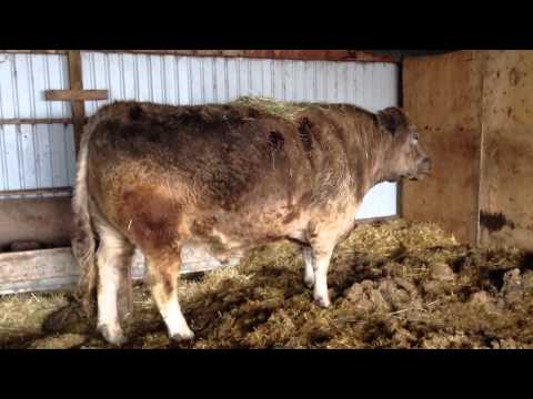 Bert with hay on his back!