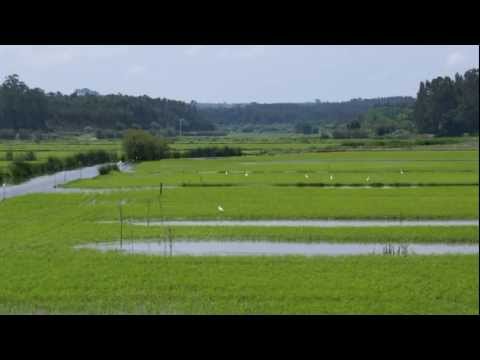 As histórias da Cegonha Cici - O Cultivo do Arroz