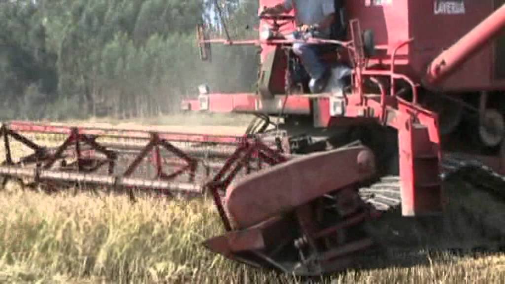As histórias da Cegonha Cici - O Cultivo do Arroz