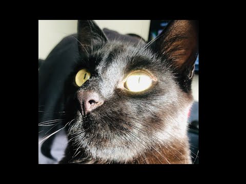 Joel Manjarrés Ft. Pipe Rojas - Adios Compay Gato