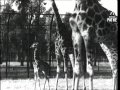 Zoo Aka Zoo Nursery 1943