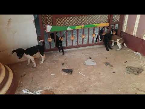 #shorts //animal lovers//