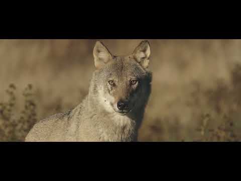 Une année parmi les loups - Bande Annonce (VF)