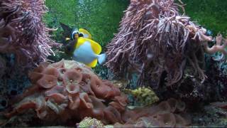 Water Lounge Relaxing Deep Sleep Music, Meditation Music, Sleep Meditation (PURERELAX.TV)